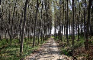 Sigerico e la Via Francigena in Bicicletta